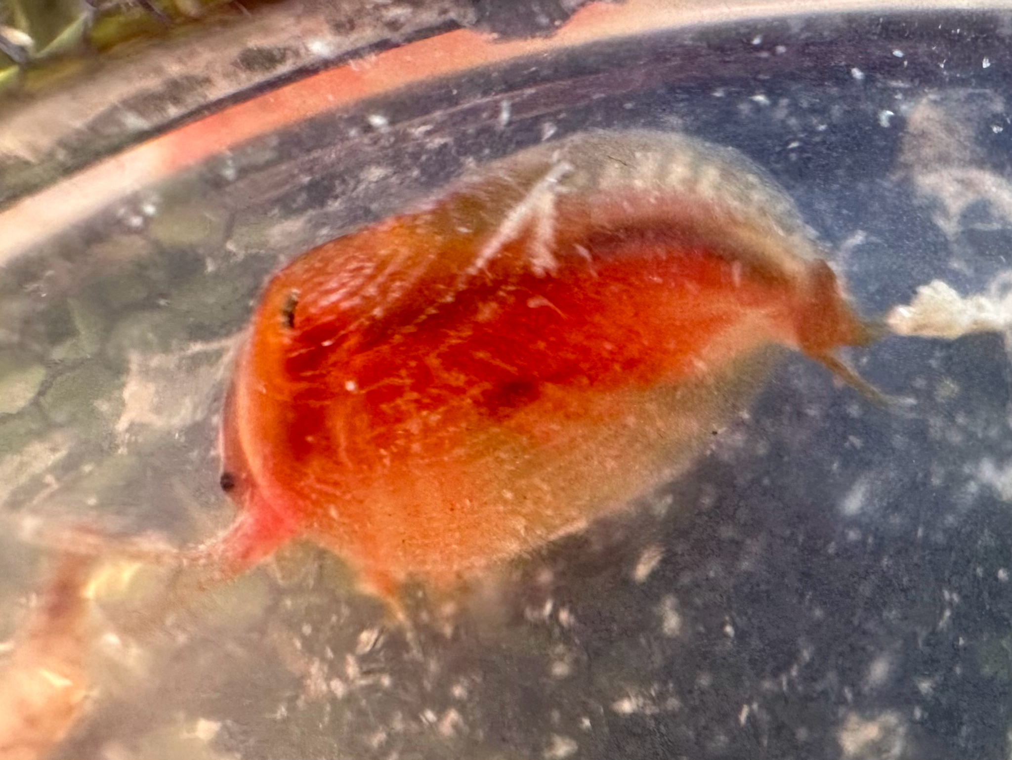 Cyzicus californicus (Packard, 1874)