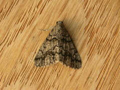 Lipogya exprimataria