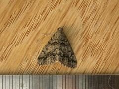 Lipogya exprimataria