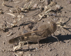 Leprus