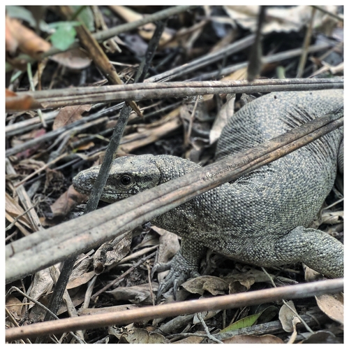 Bengal Monitor