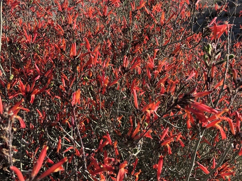 iNaturalist observation photo of chuparosa