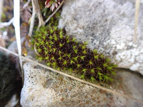 Rigid Beard Moss (Didymodon rigidulus)