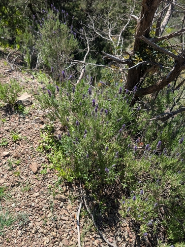 Lavandula dentata