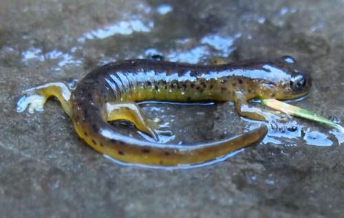 Cascade Torrent Salamander
