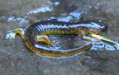 Cascade Torrent Salamander photo 4