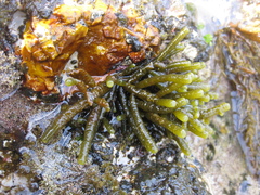 Splachnidium rugosum
