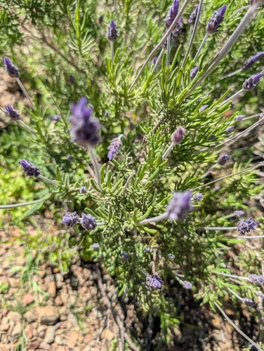 Lavandula dentata