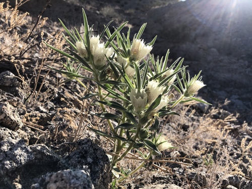 iNaturalist observation photo of ghost flower