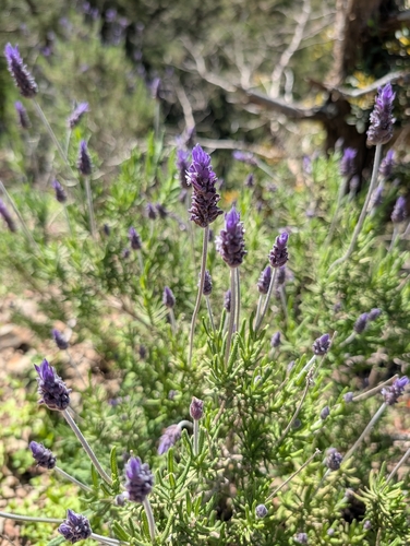 Lavandula dentata