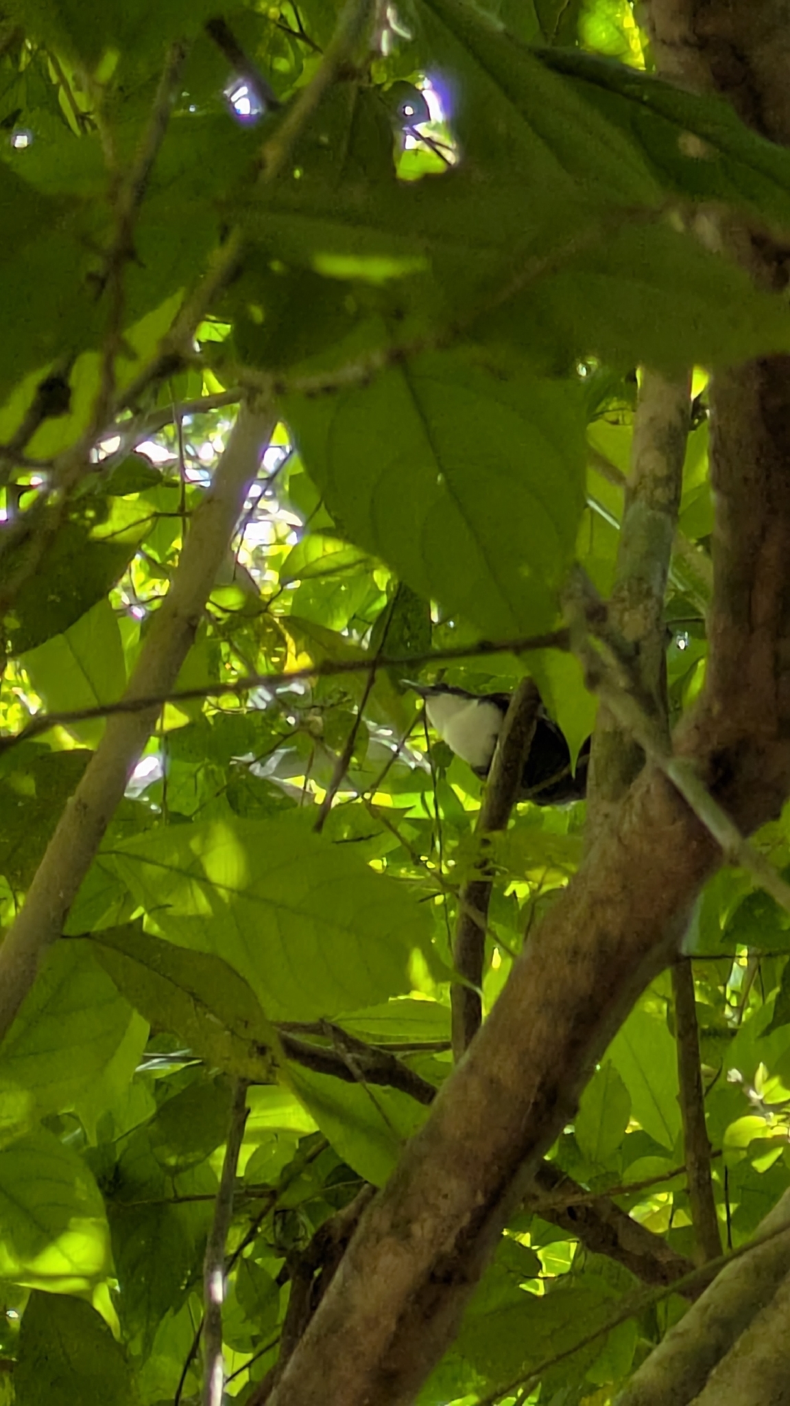 Black-bellied Wren (Pheugopedius fasciatoventris), photo 4