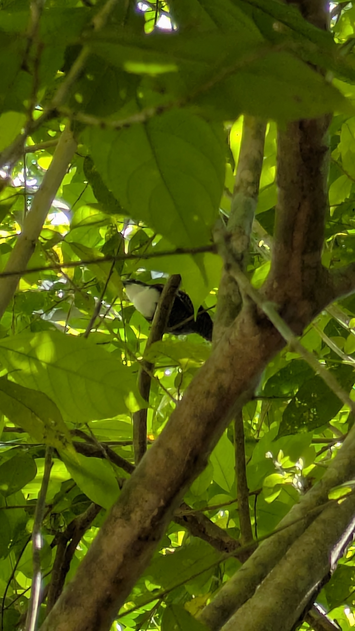 Black-bellied Wren (Pheugopedius fasciatoventris), photo 5