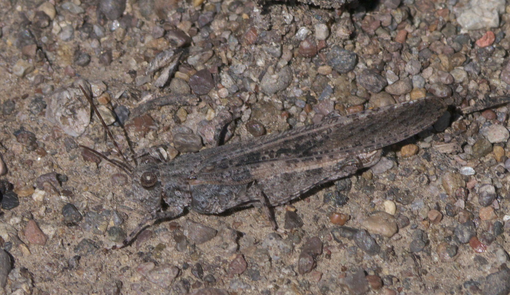 Thomas' Slender Grasshopper