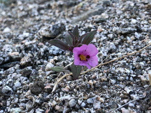 iNaturalist observation photo of Bigelow's monkeyflower