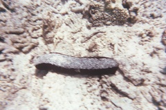 Actinopyga