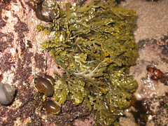 Xiphophora chondrophylla