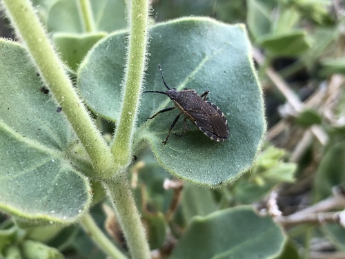 iNaturalist observation photo of Catorhintha