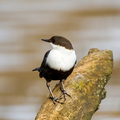 Cinclus cinclus