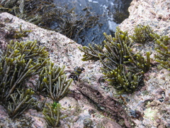 Splachnidium rugosum