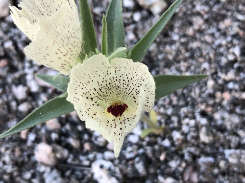 iNaturalist observation photo of ghost flower