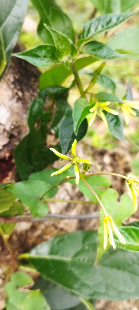 Gonolobus latisinuatus