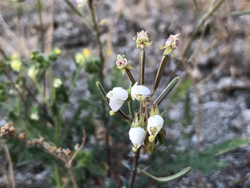 iNaturalist observation photo of Browneyes