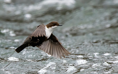 Cinclus cinclus