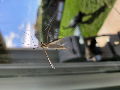 Unknown species found near Jackson County, US-OR, US