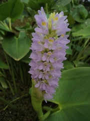 Pontederia sagittata