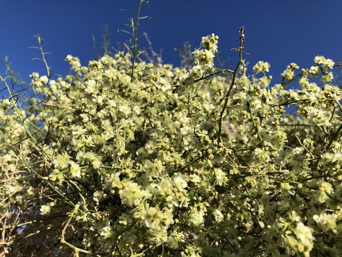 iNaturalist observation photo of Cheesebush