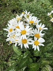 Senecio smithii