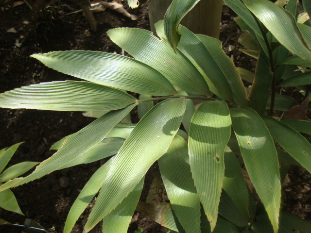 Zamia purpurea