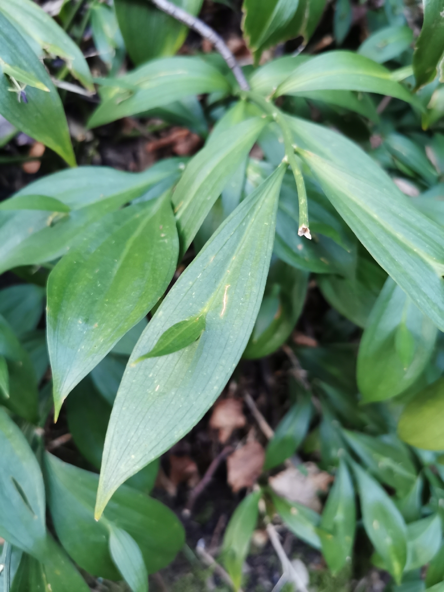 Spineless Butcher's-Broom (Ruscus hypoglossum)