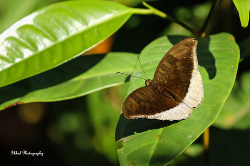 Peninsular Grey Count