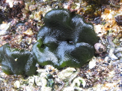 Codium convolutum