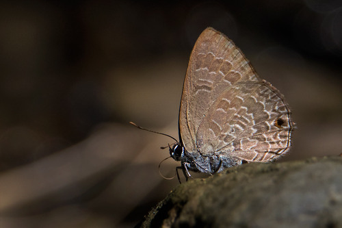 Common Ciliate Blue