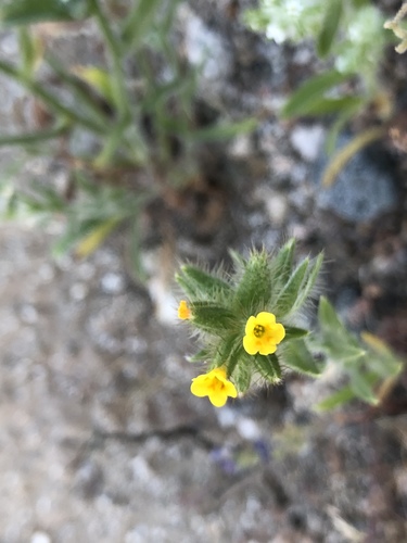 iNaturalist observation photo of Bristly Fiddleneck