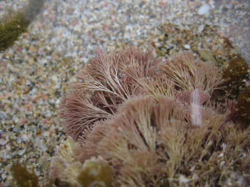 Image of Jania verrucosa by (c) Javier, some rights reserved (CC BY)