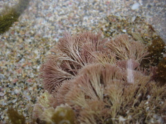 Jania verrucosa