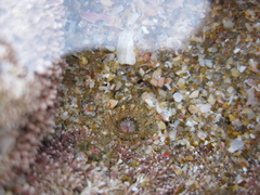 Anthopleura minima image