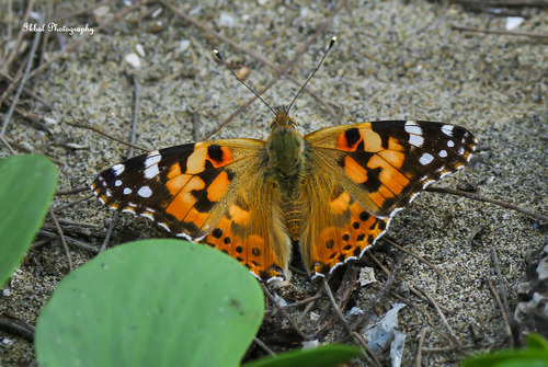 Painted Lady