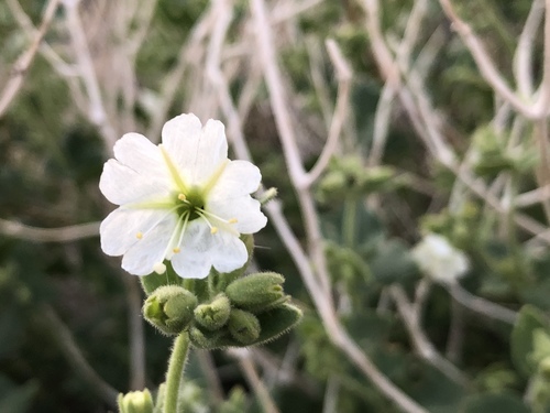 iNaturalist observation photo of Wishbone Bush