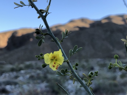 iNaturalist observation photo of blue palo verde