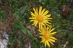 Doronicum clusii