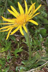 Doronicum clusii