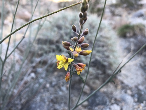 iNaturalist observation photo of Wand Holdback