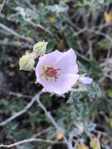 iNaturalist observation photo of apricot globemallow