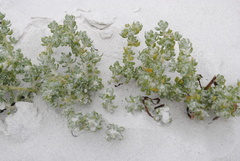 Atriplex hollowayi