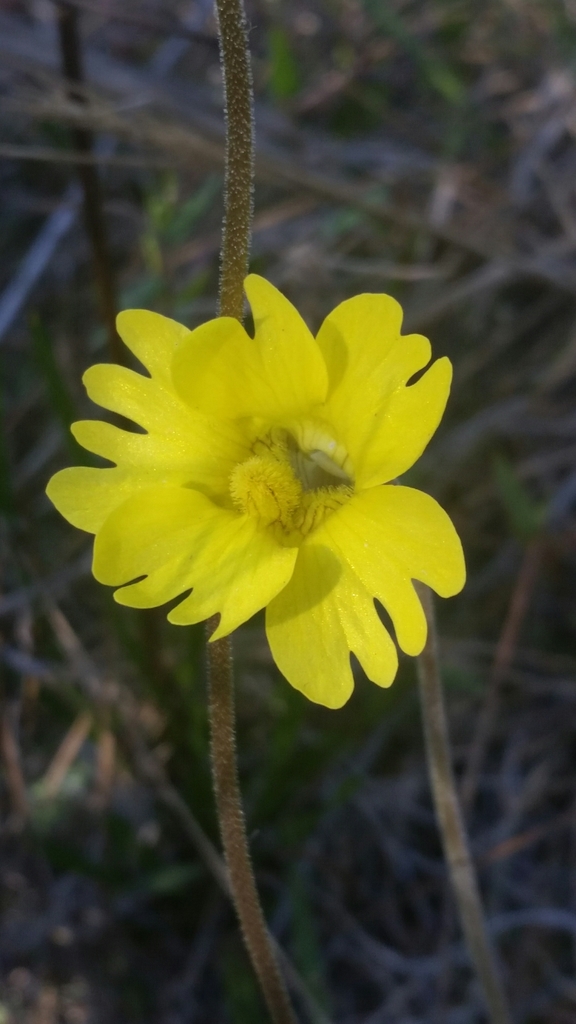 Pinguicula lutea, Florida, US