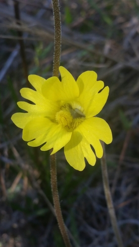 Pinguicula lutea